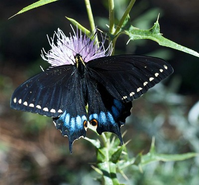 Grand Canyon Swallowtail feasting on a thistle flower.
