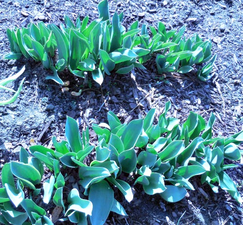 Tulips are almost ready to open.