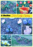 3 Easy Bulbs to Grow for Early Spring