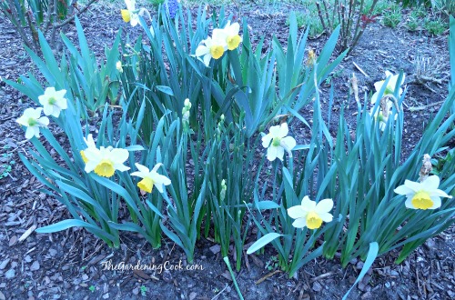 Daffodils in full bloom