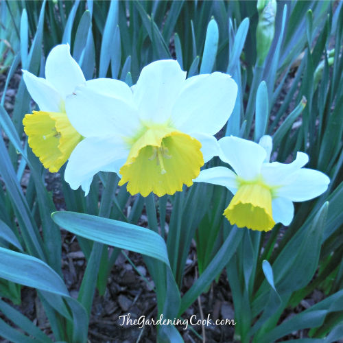 Two colored Daffodil is so cheery