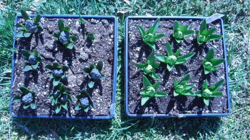 Hyacinths in flats
