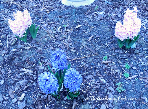 Pink and blue hyacinths