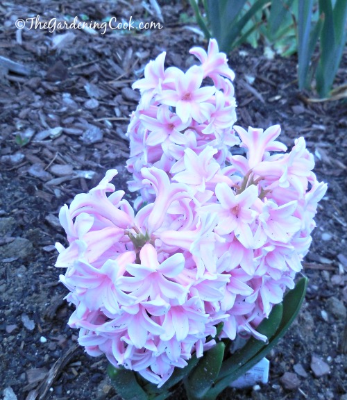 Pink Hyacinths