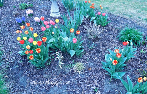 Tulips in my garden bed