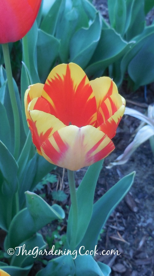 Variegated tulip in my garden in April