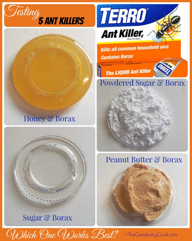 I recently test five ant killers. Find out which one works best.