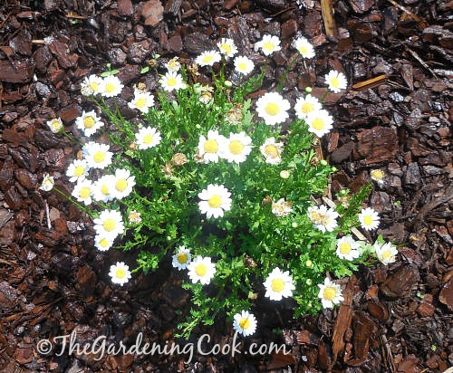English daisy - the birthflower for April and Taurus