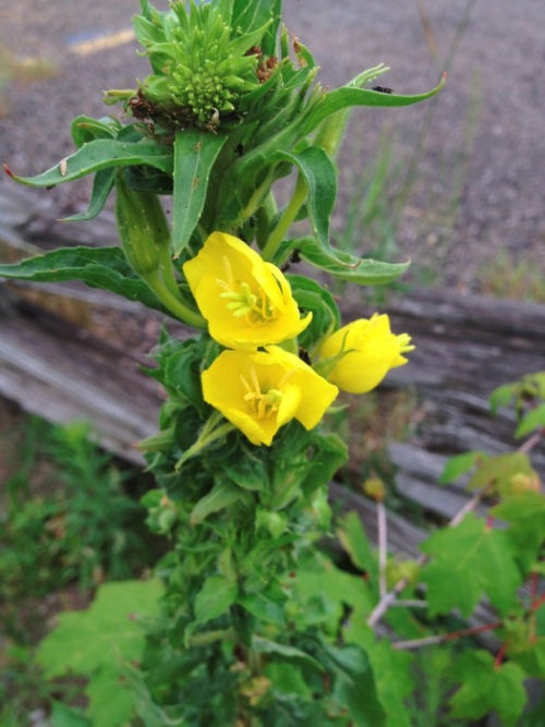 this evenin primrose is beautiful AND edible From gardentherapy.ca/