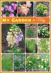 My Garden in May – Lots of Flowers in Bloom Now