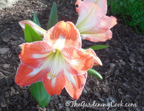 This Amaryllis is growing in my zone 7b garden!