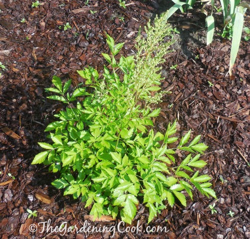 Astilbe