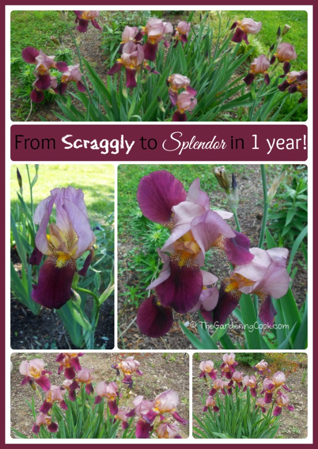 These bearded irises went from pitiful, scraggly specimens to beauties in one year by transplanting. Find out how!