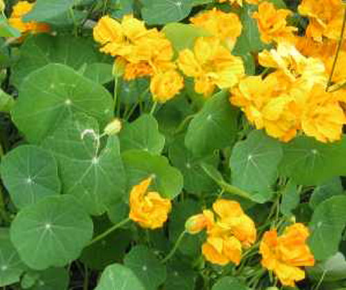 Nasturtiums are great for attracting pollinators to your vegetable garden - from www.o-garden.ca