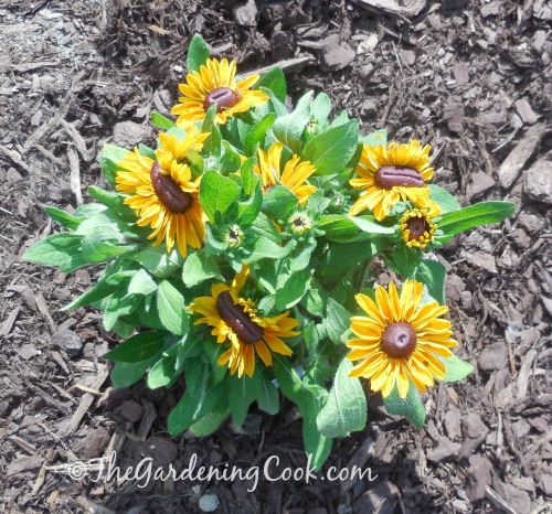 Black eyed Susan is easy to grow and has an abundance of flowers from spring to fall
