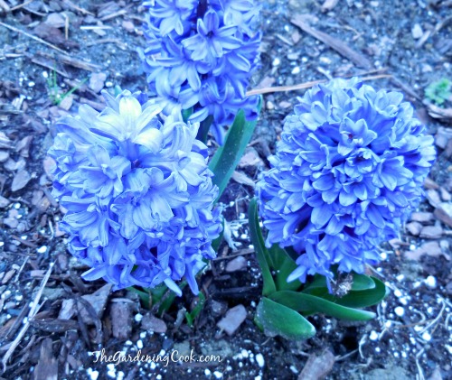 HYacinth bulbs bloom in early spring.