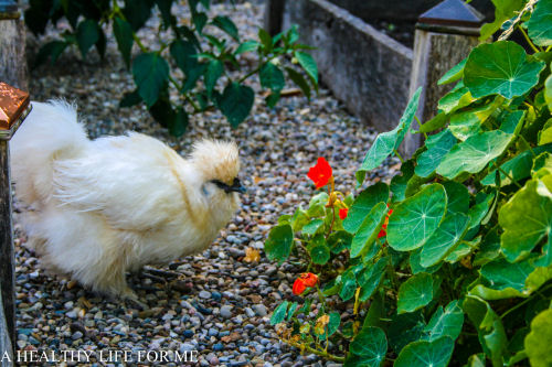 Companion planting at it's best. Find out what to grow side by side from ahealthylifeforme.com/