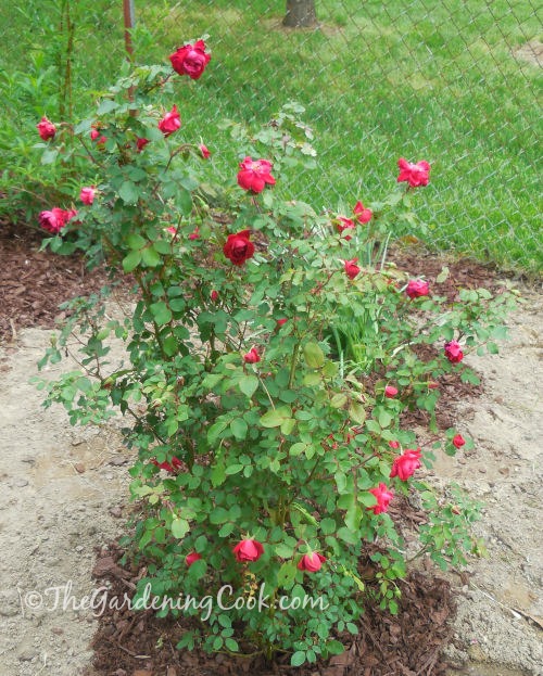 My double knock out rose will bloom from spring to fall