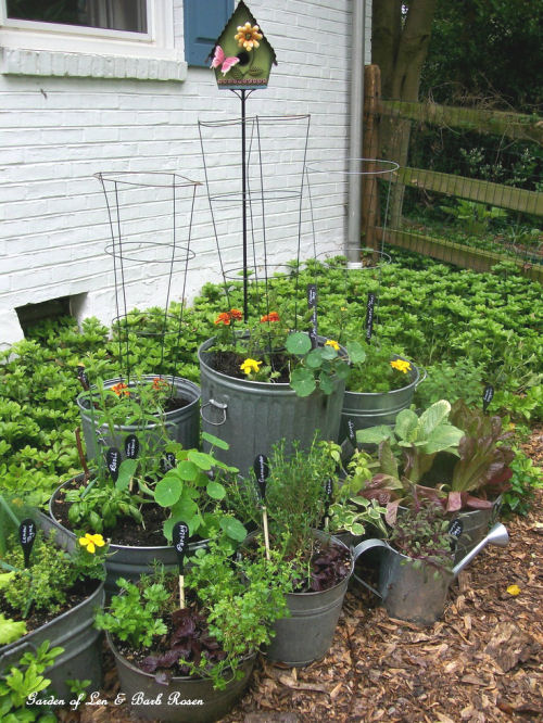 Use galvanized tubs as planters for perennials, vegetables and herbs from ourfairfieldhomeandgarden.com
