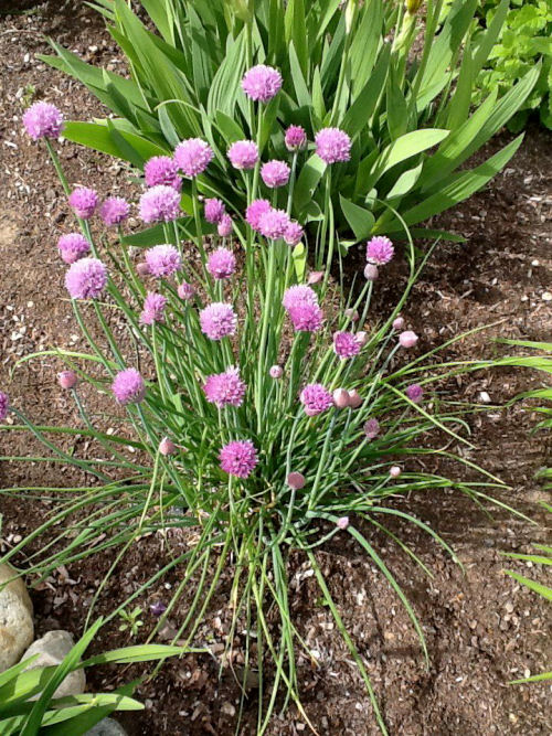 chives have lovely flowers which make them great choices for adding to perennial garden beds. From sensiblegardening.com/