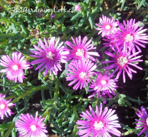 This Purple ice plant - lamprantus- is a great ground cover