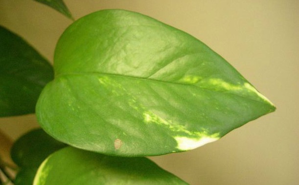 use tea bags to clean plant leaves