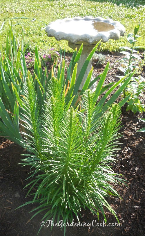 Purple liatris almost ready to bloom