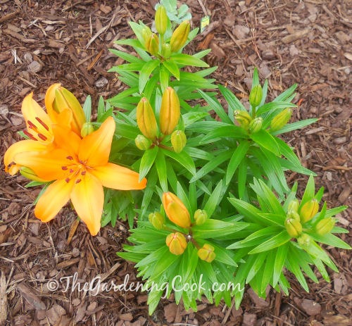 Yellow Oriental lily ready to bloom