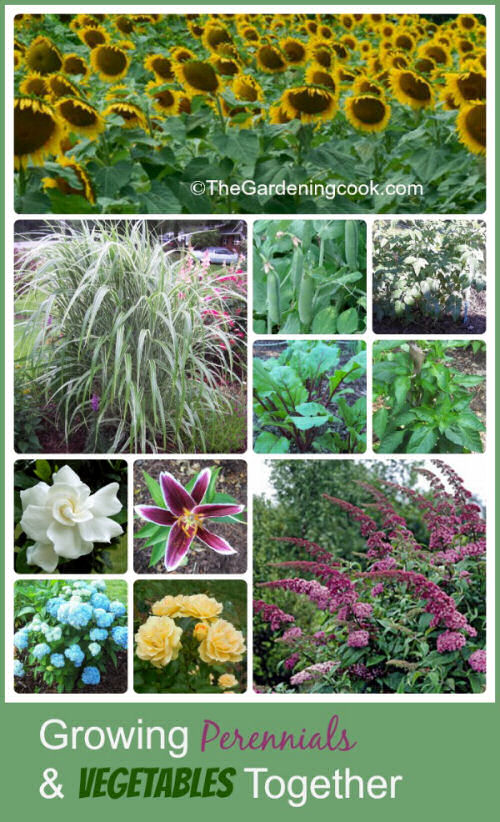 Growing vegetables and perennials together combines the best of both worlds!