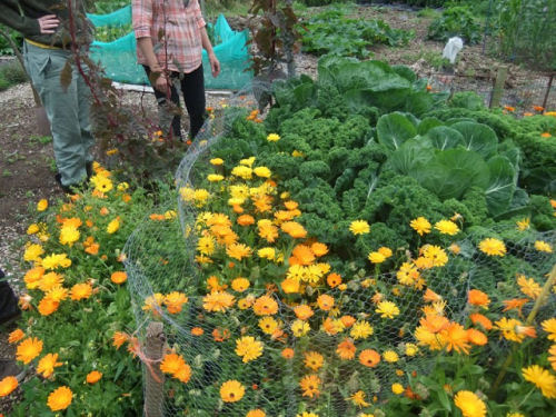 Learning about permaculture zones from lovelygreens.com