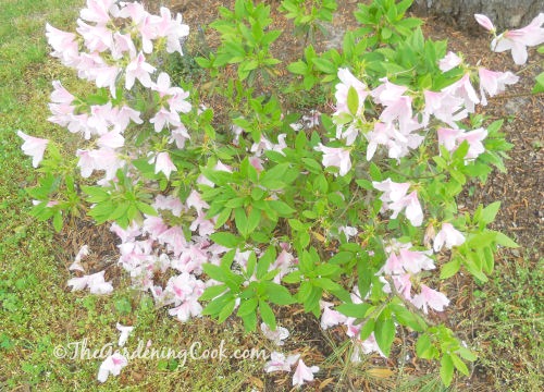 This pink azalea blooms in very early spring.