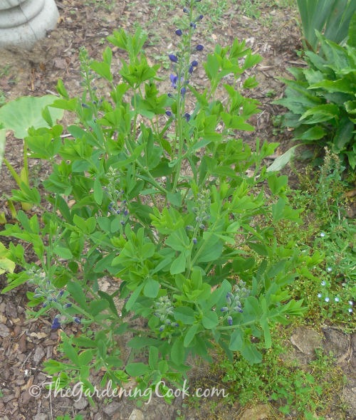 Purple baptista makes a large shrub and the bees love it.