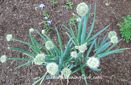 1 1/2 year old spring onion patch in full bloom