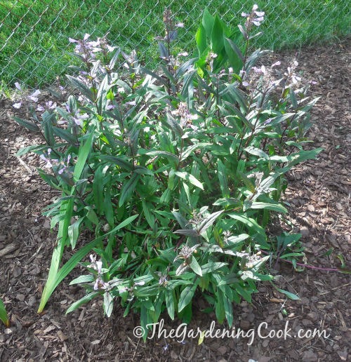 Wine and roses weigela makes a lovely shrub in just a year or two