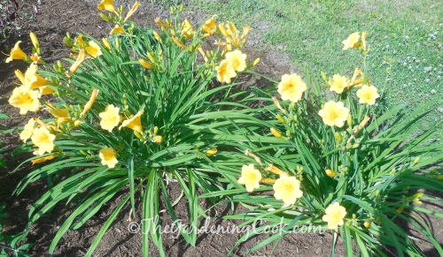 Yellow daylilies naturalize well