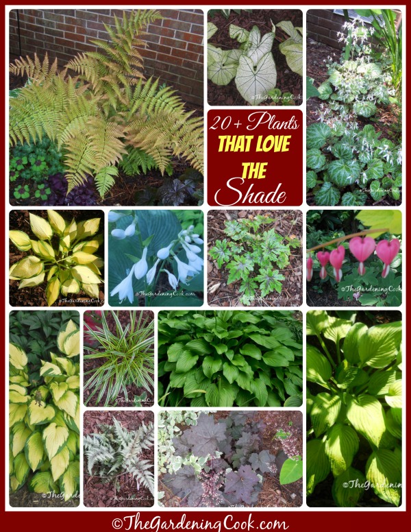A collection of more than 20 plants that thrive in a shade garden - see them all at thegardeningcook.com/plants-for-a-shade-garden