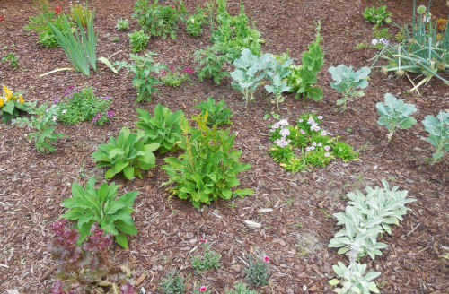 Vegetables and perennials grow in harmony in this bed.