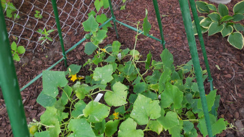 Cucumber teepee needs some extra suport for the weight of the vegetables.