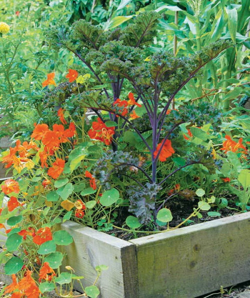 Kale and Nasturtiums in a raised garden bed