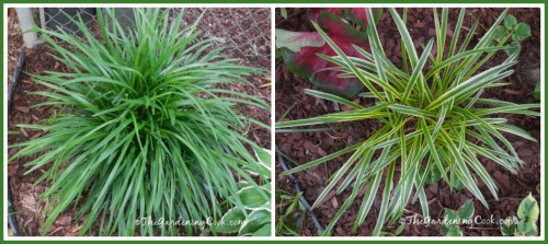 Plainj green and variegated Liriope