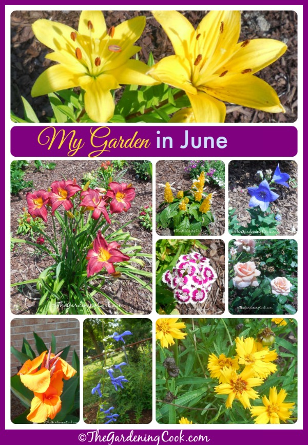My Garden in June is a fabulous display of perennials, annuals, bulbs and vegetables. See all the photos at thegardeningcook.com/garden-june
