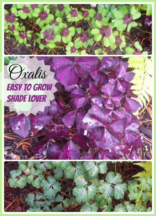 Oxalis is an easy to grow bulb that loves the shade