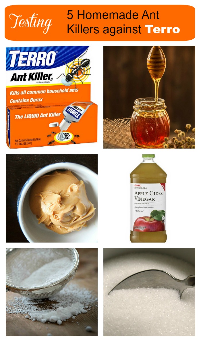 I recently test five ant killers. Find out which one works best.