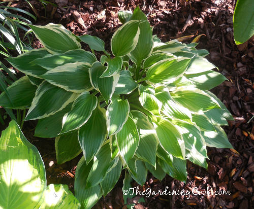 Hosta Albo Marginata