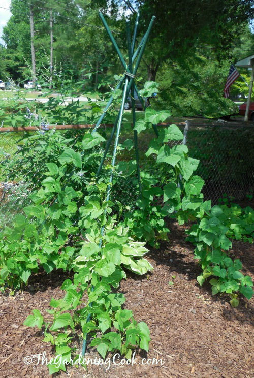 Bean teepee from the side