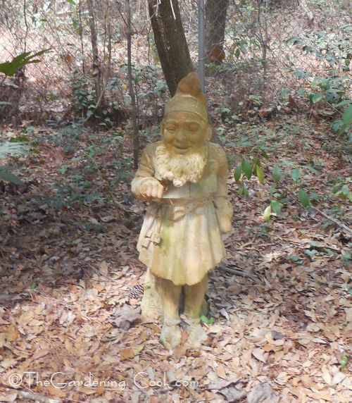 Bearded wood nymph