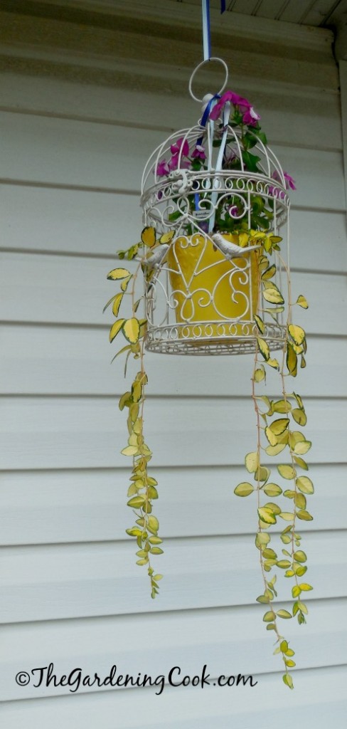 Birdcage planter with upright and trailing vinca