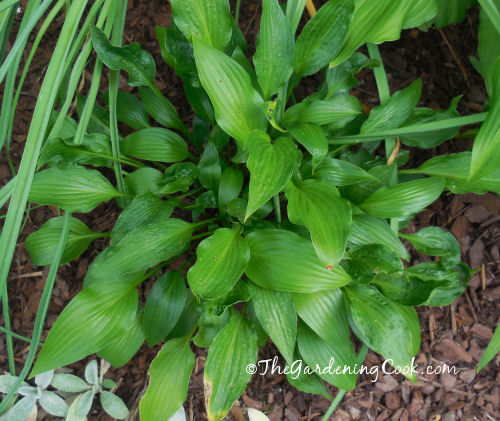 Bride and Groom Hosta with curled leaves