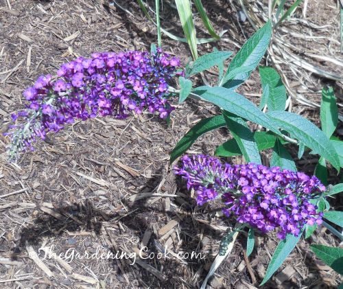 This purple butterfly bush was labeled as "ruby red."