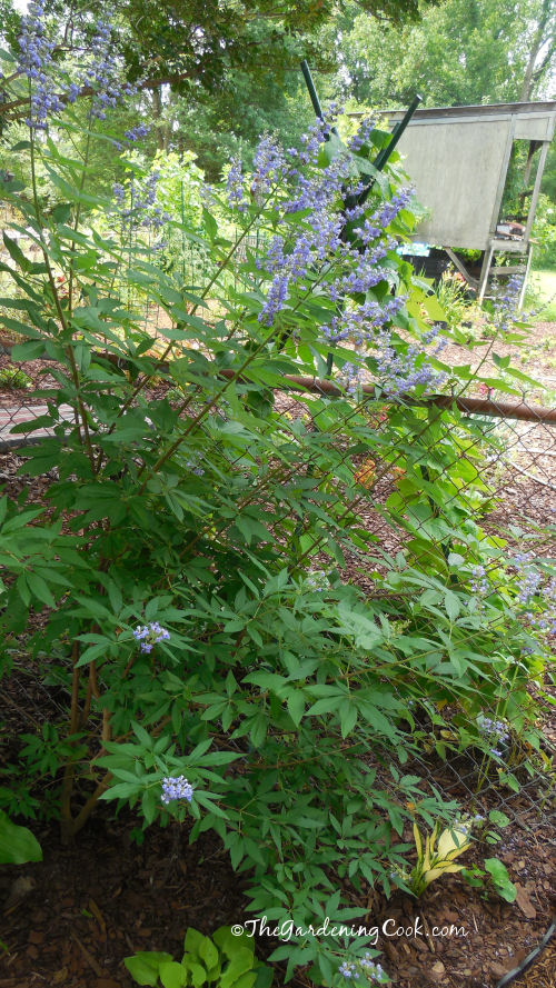 Mauve butterfly bush